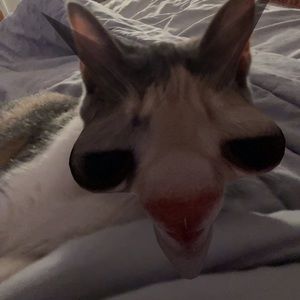 Meet your Posher, Sidney